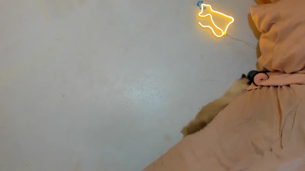 azumifox19 29-12-2023