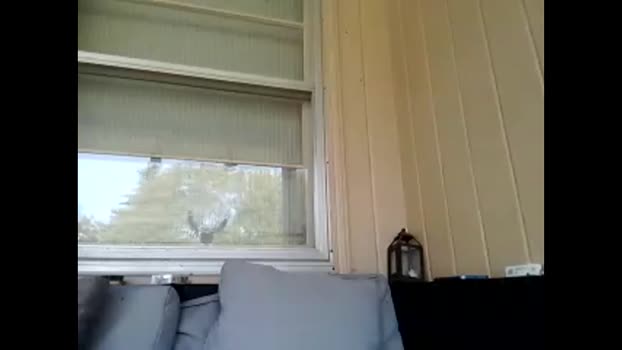 drlongdick91 Chaturbate 10-09-2024 Males