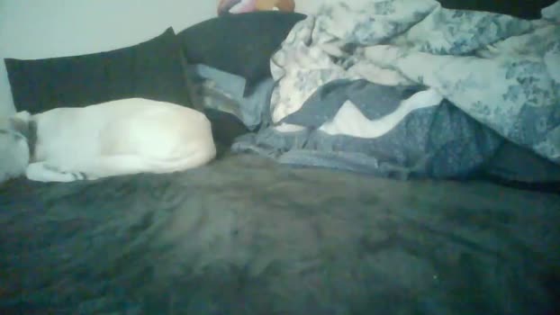 chad_the_blatalian skinny Webcam SHOW @ Chaturbate 25-12-2024
