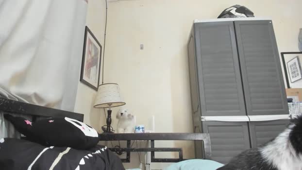 xdreamangel bigass Webcam SHOW @ Chaturbate 03-01-2025