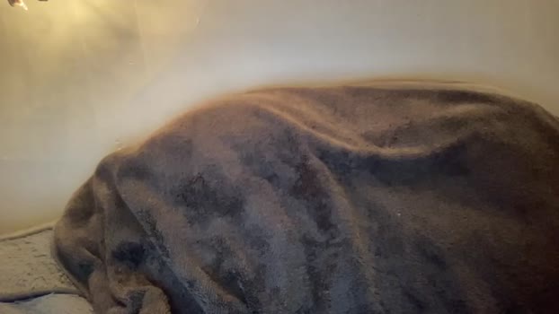 seroc12345 wank Webcam SHOW @ Chaturbate 08-03-2025