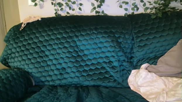 bigdicktrannynicole suck Webcam SHOW @ Chaturbate 26-07-2025